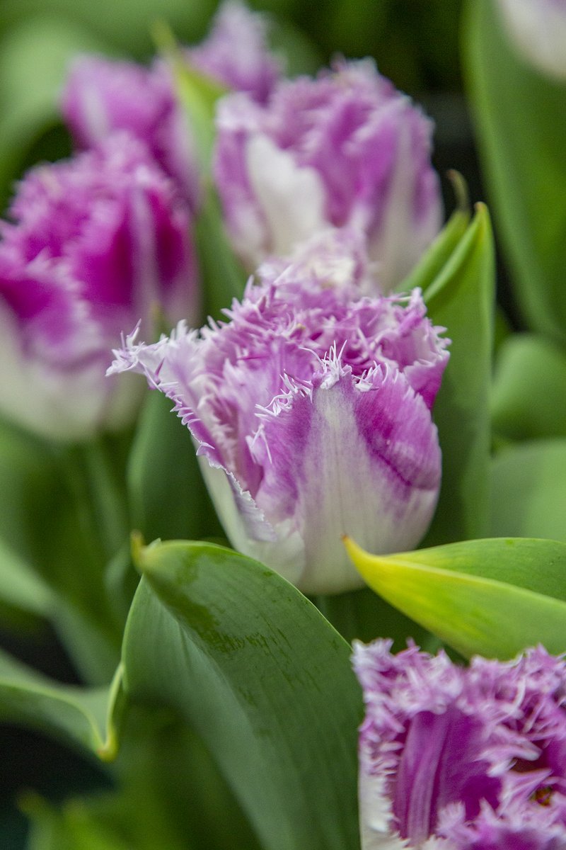 Sending happy vibes! 💗🌿 ...and beautiful tulips 🌷💜

#ThePhotoHour #GardeningTwitter 
#gardenideas #tulips #flowersmakemehappy #gardenflowers