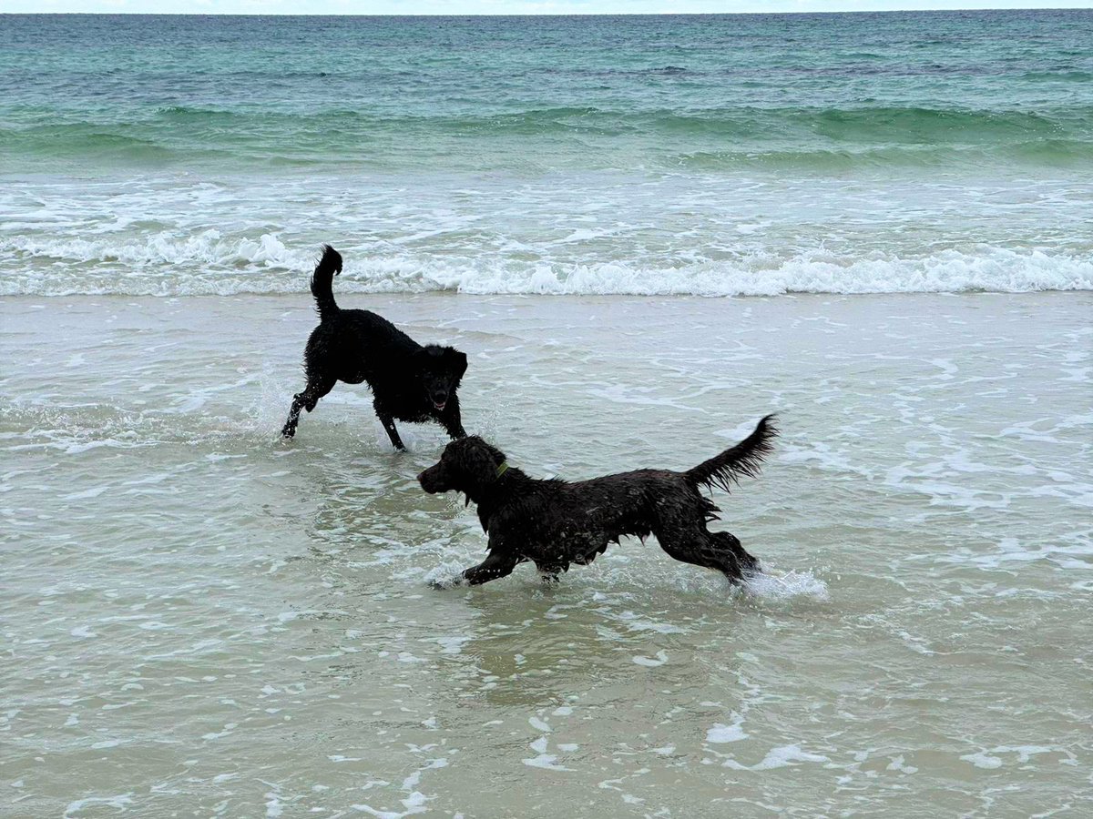Orkney Drugs Dog tweet media
