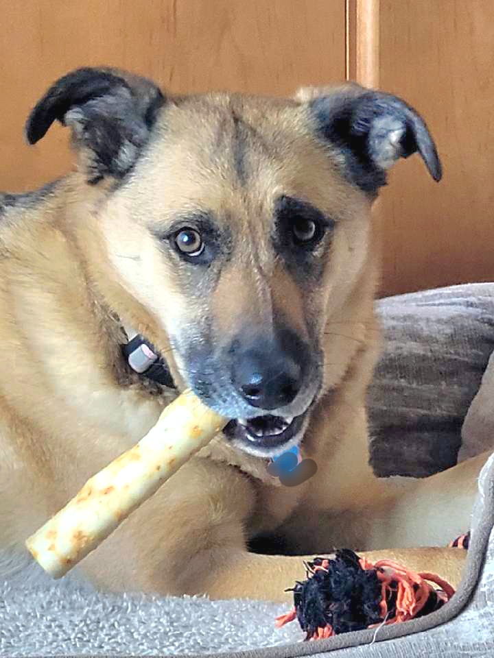 piper_therapy's tweet photo. Happy Sunday frens! Ridley had a bath but I didn't and I still got my favrite @EarthAnimal1979 No Hide treato! Hope you havin a GREAT day! #BeKind https://t.co/I908RP3m64
