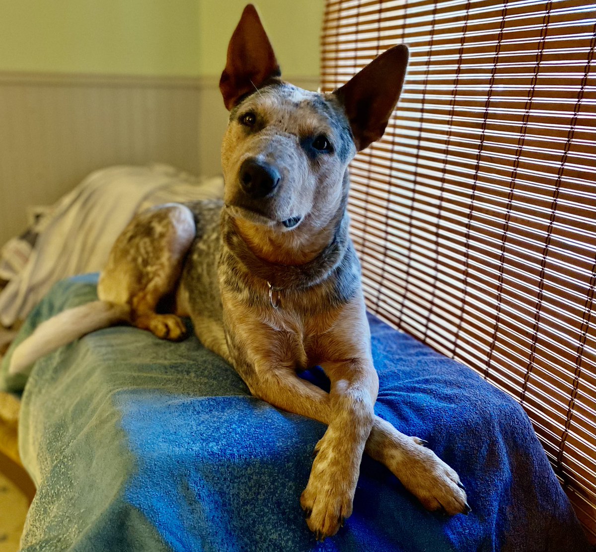 ericuren's tweet image. Deaner.