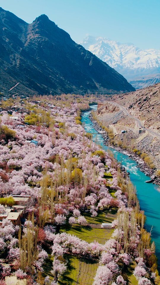 Spring has arrived 
•
•
•
•
•
#reels #reel #reelsinstagram #reelitfeelit #trending #instagood #reelkarofeelkaro #nature #instagram #ladakh #naturephotography #leh #naturereel #love #naturereels #travel #viral #naturelover #naturelovers #explore #… instagr.am/reel/CrqhQffAM…