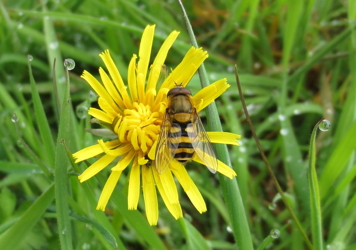 A hoverfly and a beetle on #InternationalDayoftheDandelion