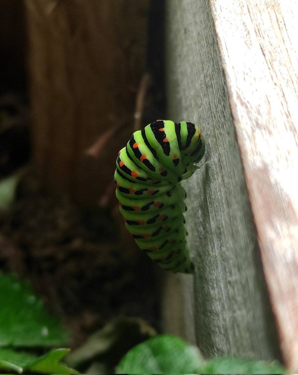 AnthoGrillon's tweet photo. Un cocon qui vient de se fixer non loin de mes fraisiers. Dans quelques semaines naîtra un #machaon. Un des plus beaux #papillons de #France ! 🦋 https://t.co/Py4ti01rwZ