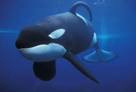 MTKnajis's tweet photo. You can also identify a stressed orca by looking at their dorsal fin. When they are stressed, their dorsal fin will collapse to one side. Mainly like this: https://t.co/8VKWn3rcGF