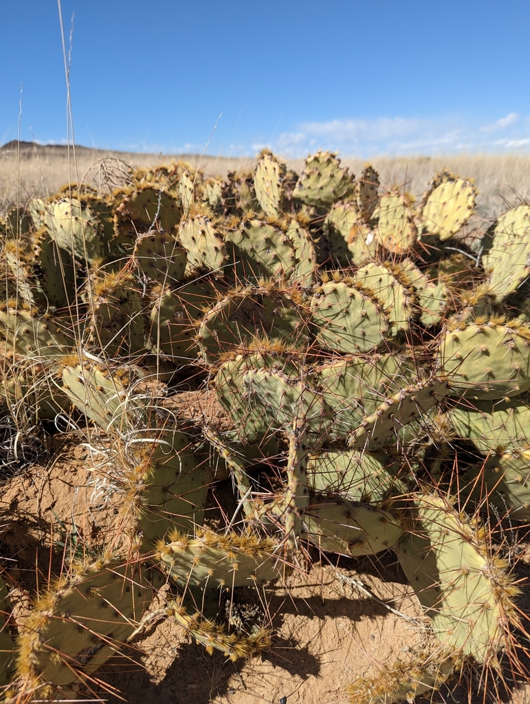 ABQcitynature's tweet photo. #Hike at #PetroglyphNationalMonument's #RinconadaCanyon 1:30-3:30 pm today.
Bring snacks, water, sun protection, & sturdy shoes. Binoculars & hand lenses encouraged!
Lizard by Sarah0Wallace; cactus by carlton15
#CityNatureChallenge #CityNatureChallengeABQ #RangerProgram https://t.co/51EG6S1kq9