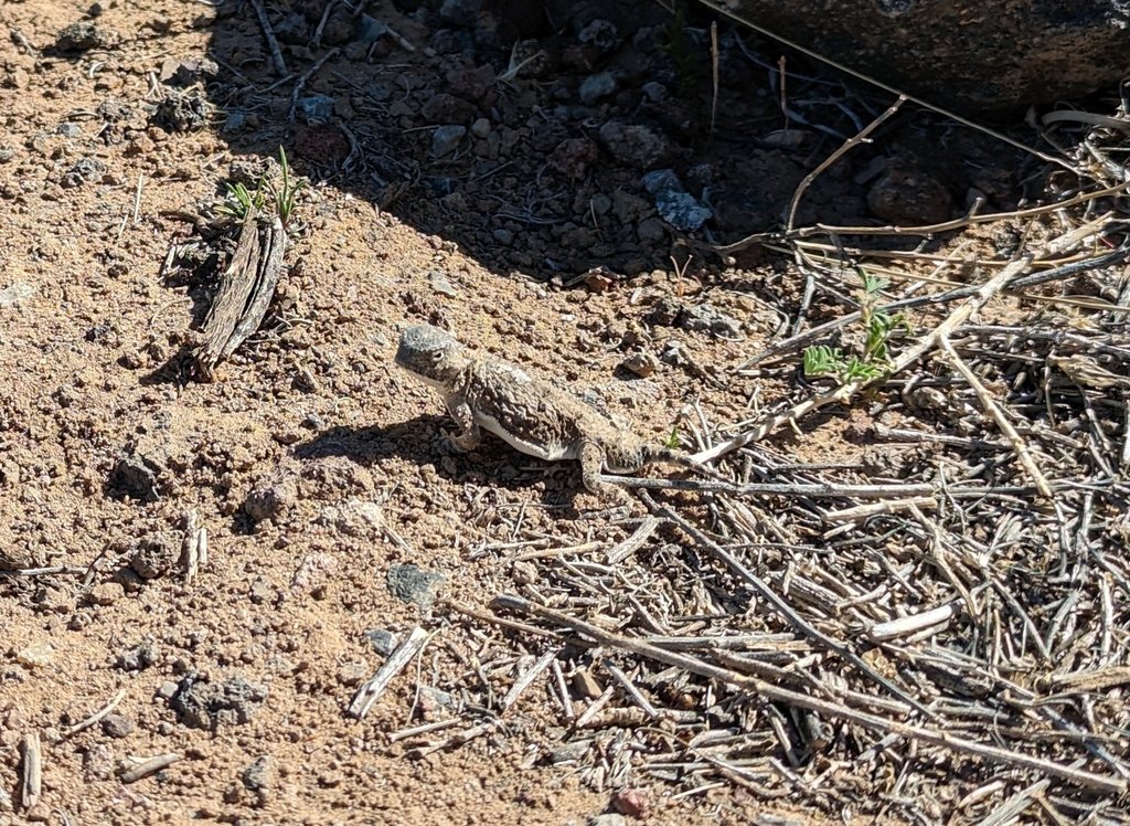 ABQcitynature's tweet photo. #Hike at #PetroglyphNationalMonument's #RinconadaCanyon 1:30-3:30 pm today.
Bring snacks, water, sun protection, & sturdy shoes. Binoculars & hand lenses encouraged!
Lizard by Sarah0Wallace; cactus by carlton15
#CityNatureChallenge #CityNatureChallengeABQ #RangerProgram https://t.co/51EG6S1kq9