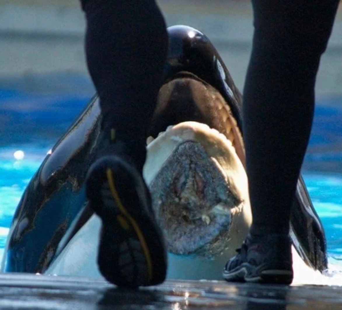 MTKnajis's tweet photo. Orca keep hitting themself when they're stressed. What's interesting is that they are more emotinally sensitive than any other animal in captivity and this phenomenon happens a lot. https://t.co/Xt6oAnw1sx