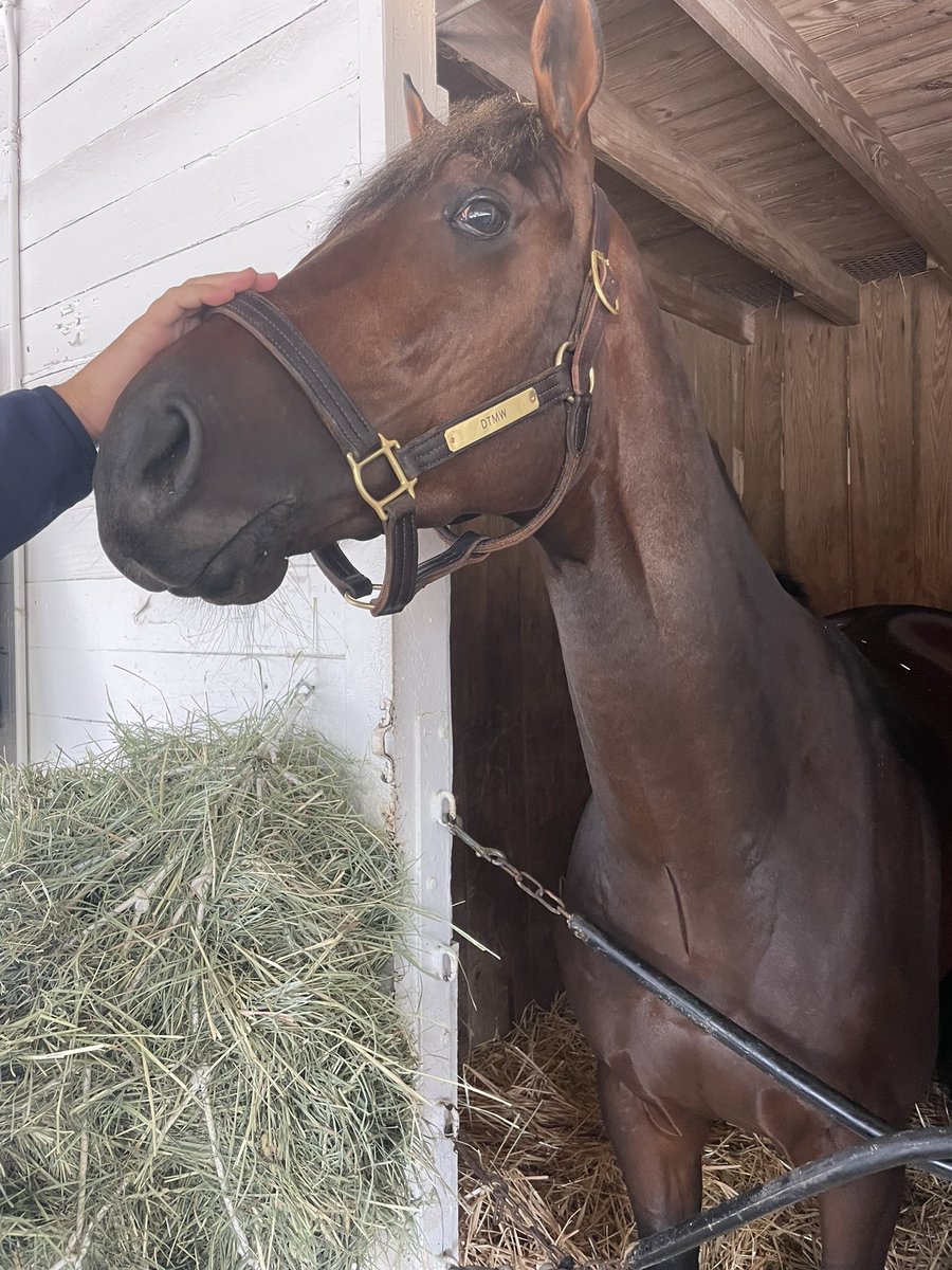 OceanReefRacing's tweet photo. While the Opening Night party was happening on the front side, our main man Confidence Game was relaxing after his great final work. Who else is excited for the 149th @KentuckyDerby ?! #DTMW #OceanReefRacing https://t.co/MiaANJQPZj