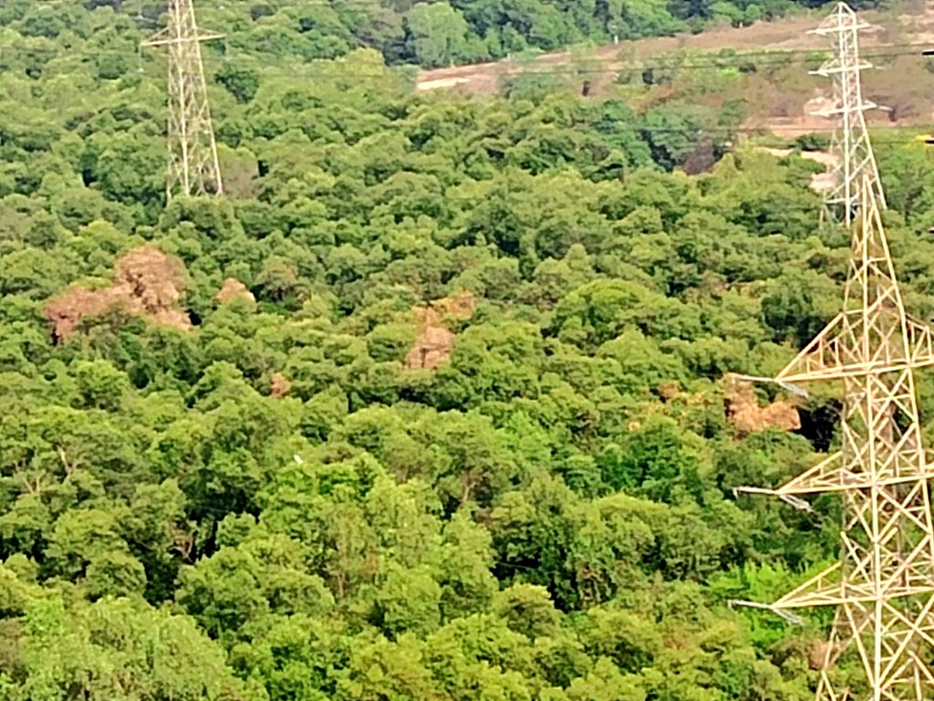 coursellence's tweet photo. Rather than erecting fencing.Some miscrents are damaging the mangroves . https://t.co/UL5PXRBrO6