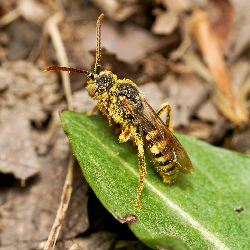 aschnebe's tweet photo. Nomada cuckoo bee covered in pollen. These bees are really common in the spring and can be seen flying low over the ground in woodlands looking for nests to parasitize. Or headfirst in a dandelion like this male was. https://t.co/Okd7zugU8k https://t.co/TCcrtpK6yR