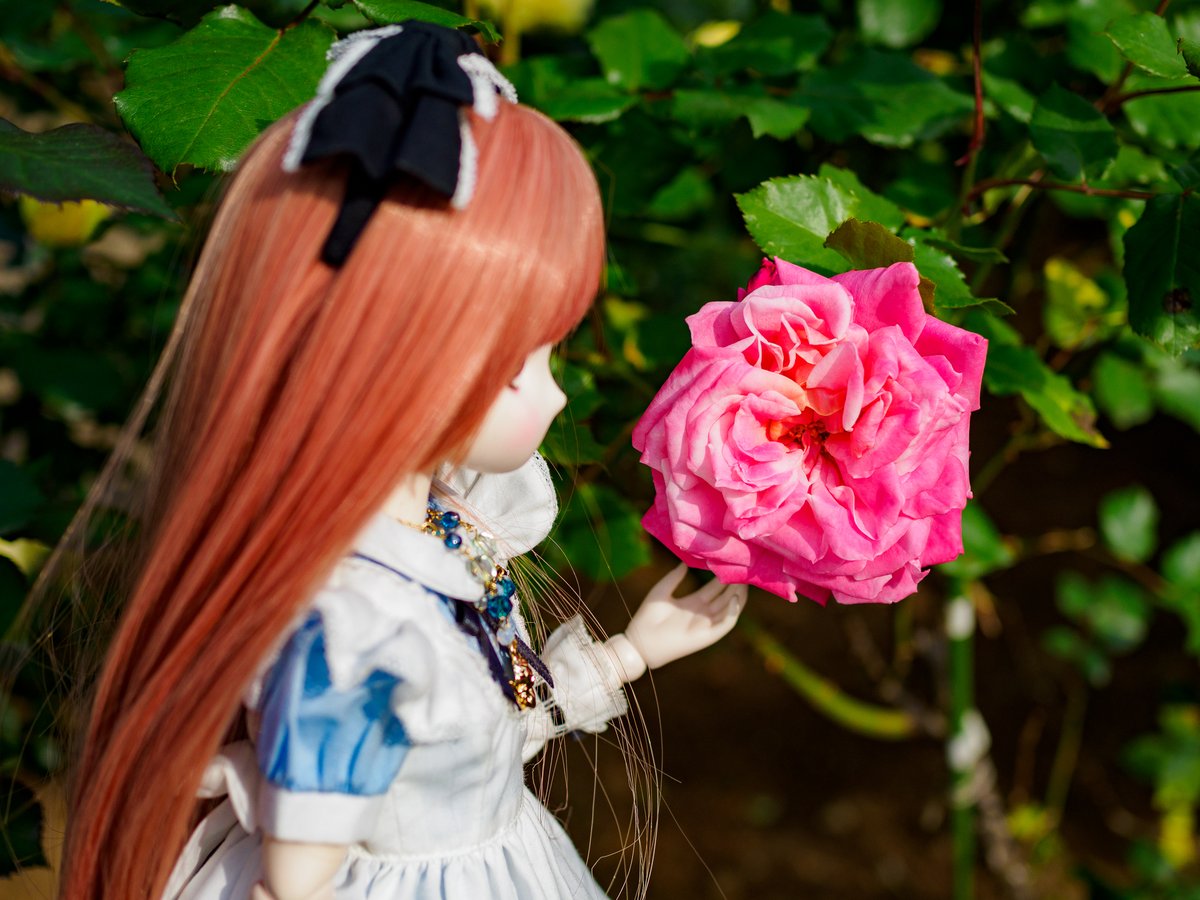KisaHaya_Doll's tweet photo. 🌷お花がたくさん🌹
#4月を写真4枚で振り返る
#アイリスコレクトプチ #TwinkleSign #ルミナスストリート #DESKTOPDOLLS https://t.co/qWItMKFip0