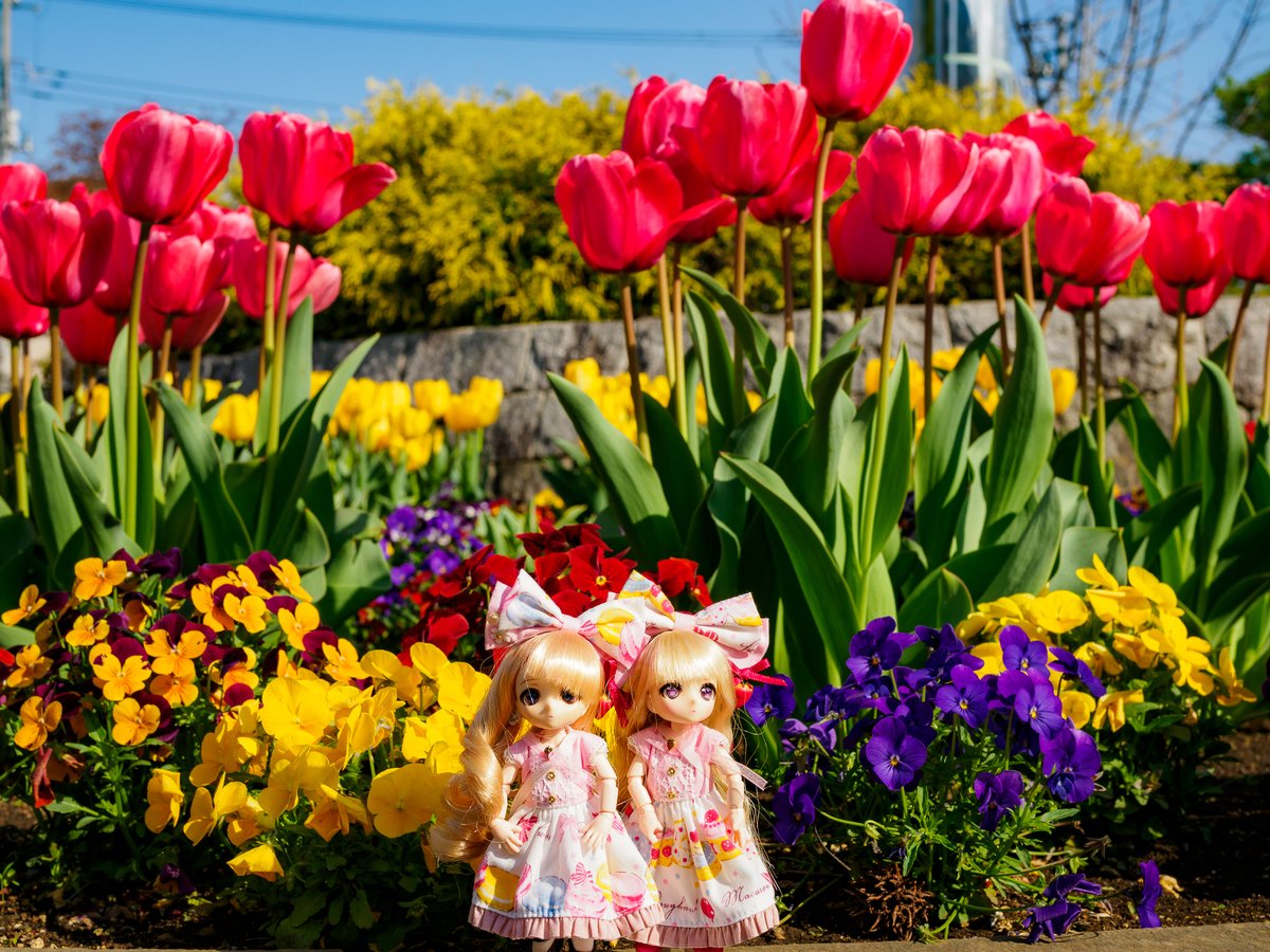KisaHaya_Doll's tweet photo. 🌷お花がたくさん🌹
#4月を写真4枚で振り返る
#アイリスコレクトプチ #TwinkleSign #ルミナスストリート #DESKTOPDOLLS https://t.co/qWItMKFip0