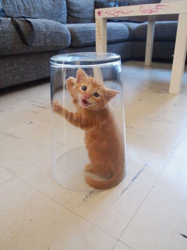 pompomclown's tweet photo. i need to draw pompom under a glass like this………….. little trapped clown https://t.co/RSaWrXvjF7