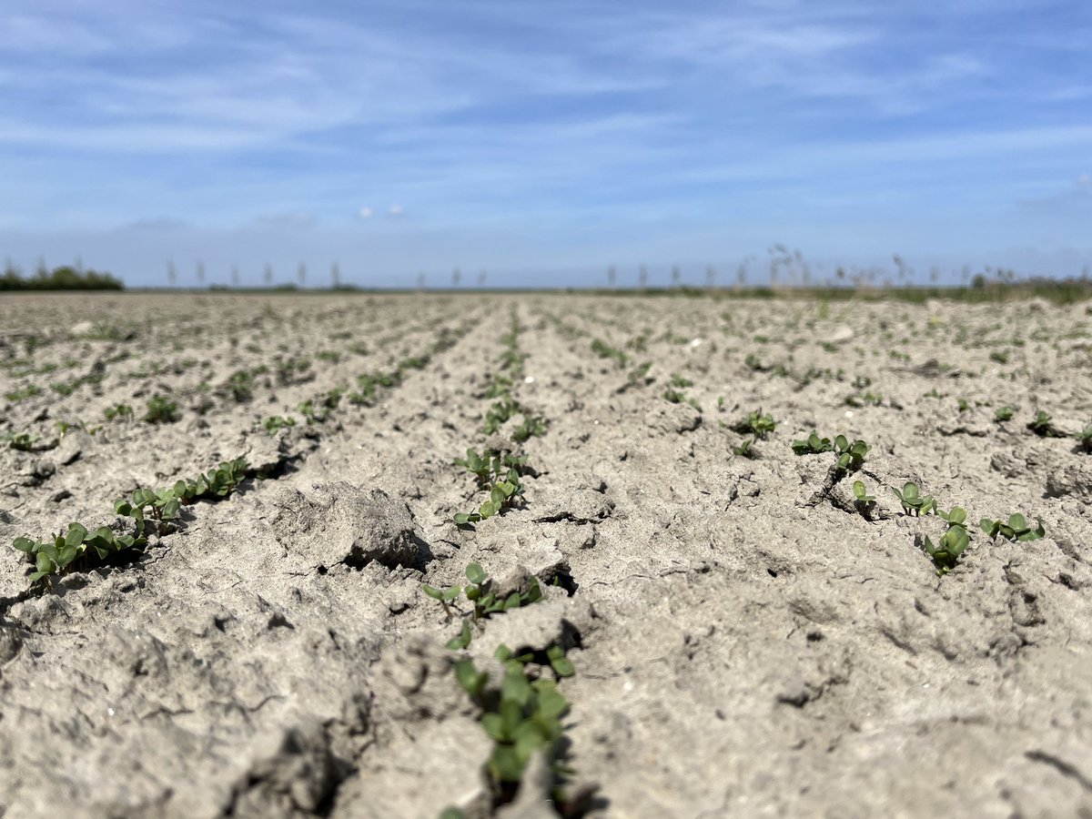 Hanko Blok tweet media