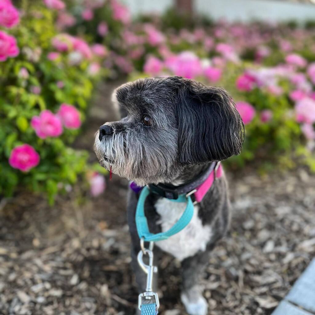 Sunday walks with Leota. instagr.am/p/CrqhPHILBoy/