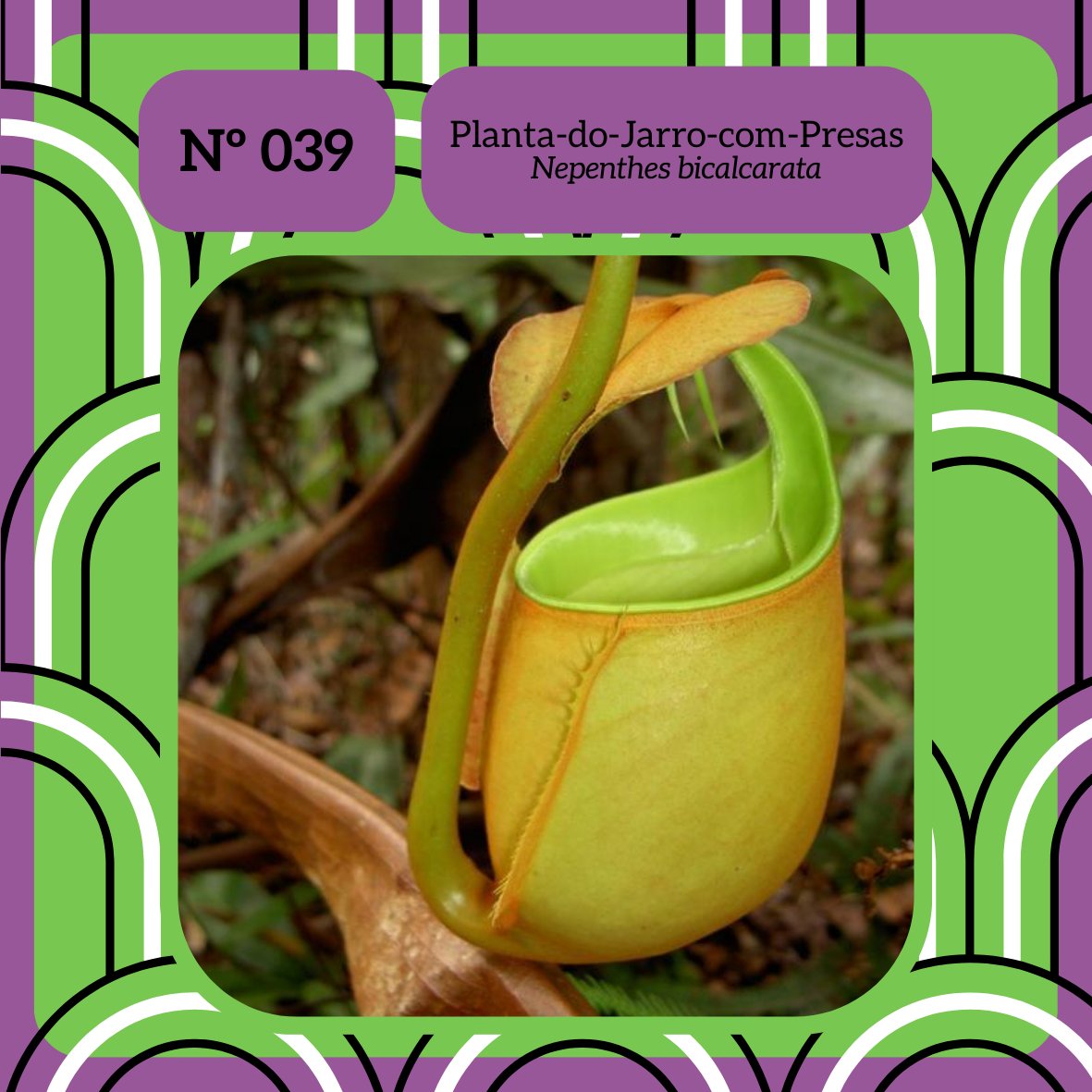 biodex_l's tweet photo. Planta-do-Jarro-com-Presas
(Nepenthes bicalcarata)

◾ No universo Pokémon, este organismo seria do tipo: Grama 🟢| Veneno 🟣

#biologia #natureza #ciencia #bio #meioambiente #ecologia #biodiversidade #zoologia #botanica #animais #biologo #pokemon #anime #victreebel #nepenthes https://t.co/MMfz12Al7E