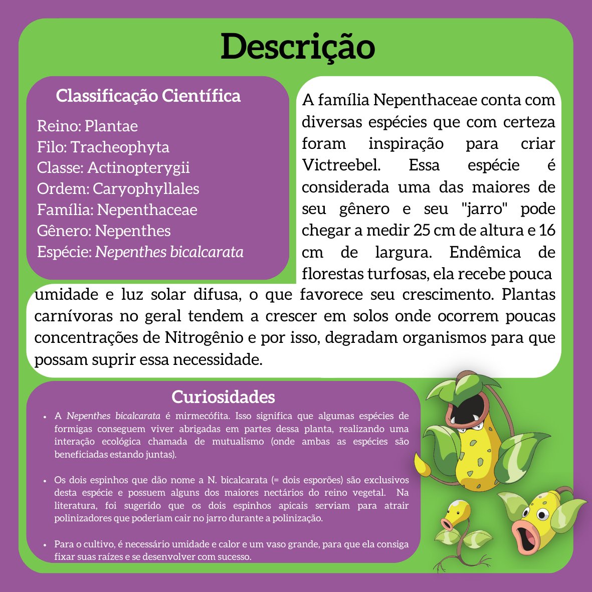 biodex_l's tweet photo. Planta-do-Jarro-com-Presas
(Nepenthes bicalcarata)

◾ No universo Pokémon, este organismo seria do tipo: Grama 🟢| Veneno 🟣

#biologia #natureza #ciencia #bio #meioambiente #ecologia #biodiversidade #zoologia #botanica #animais #biologo #pokemon #anime #victreebel #nepenthes https://t.co/MMfz12Al7E