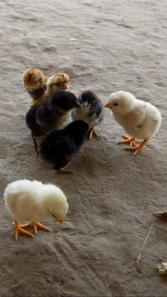 smokovitche tweet media