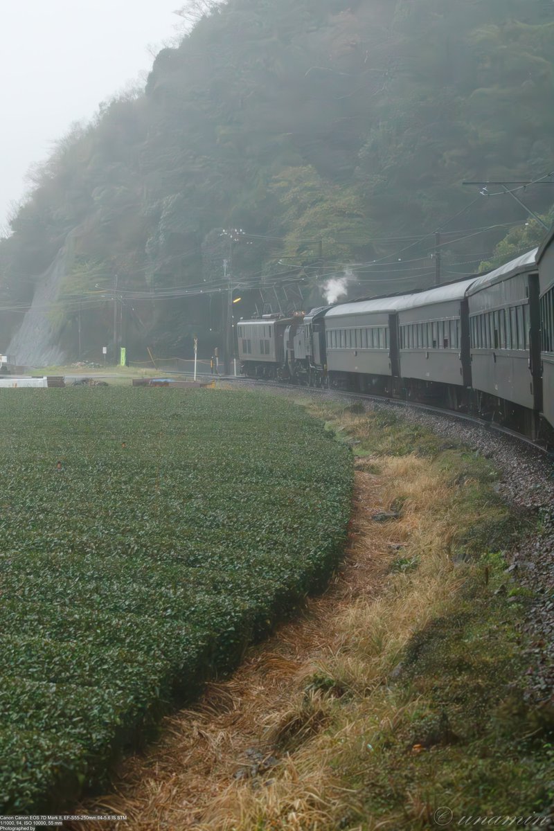 cso0's tweet photo. 5月1日ですね
#いぶき501の日
#いぶき501
#ED500型
#ED501
#大井川鐵道 https://t.co/D7Zbur1M8C