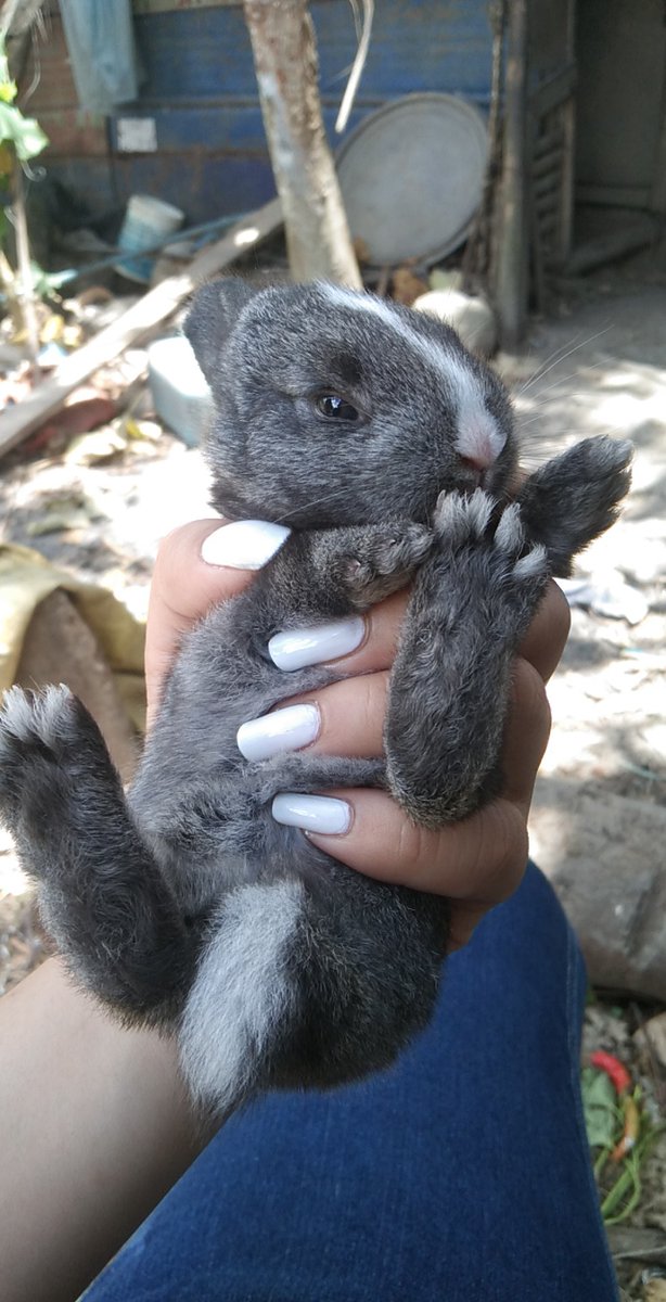 _leverenth_'s tweet photo. Holding a baby rabbit for the first time😍 soo small, soo cutee✨ https://t.co/7wpOsGPVGs