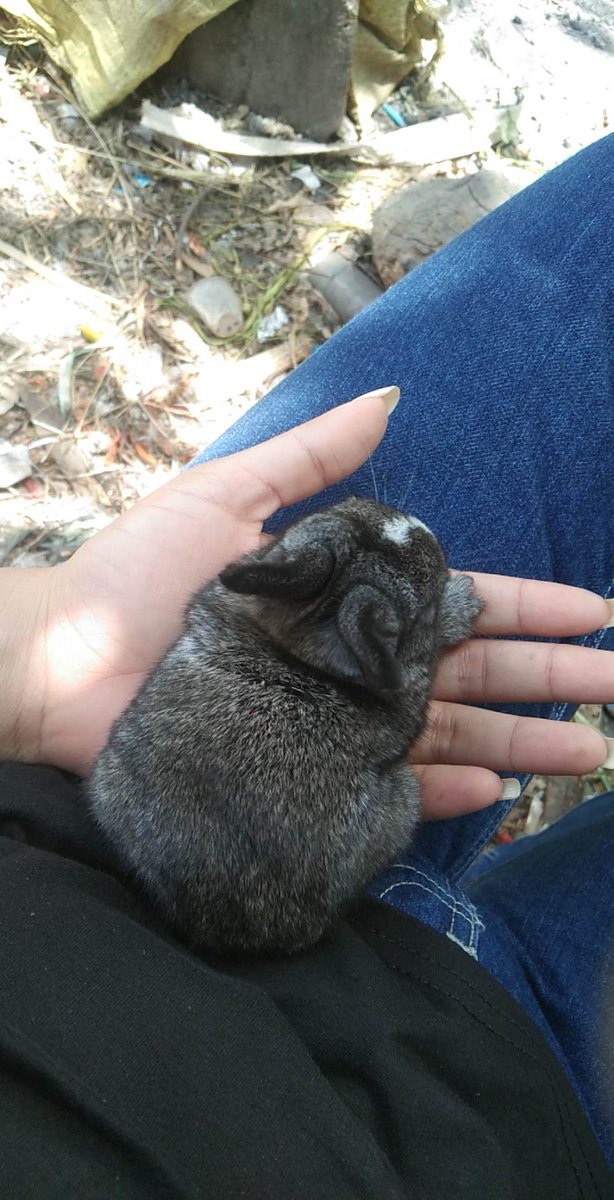 _leverenth_'s tweet photo. Holding a baby rabbit for the first time😍 soo small, soo cutee✨ https://t.co/7wpOsGPVGs