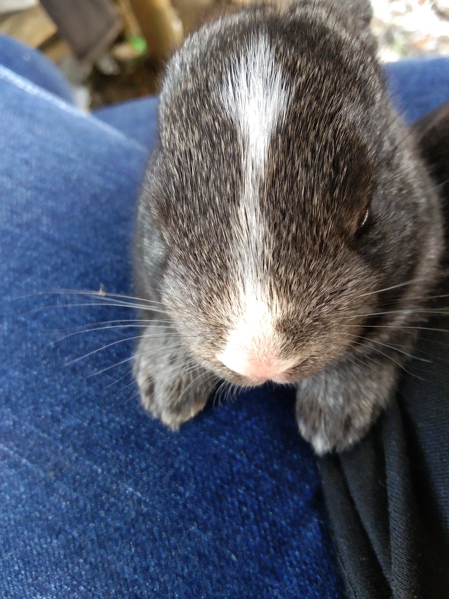 _leverenth_'s tweet photo. Holding a baby rabbit for the first time😍 soo small, soo cutee✨ https://t.co/7wpOsGPVGs