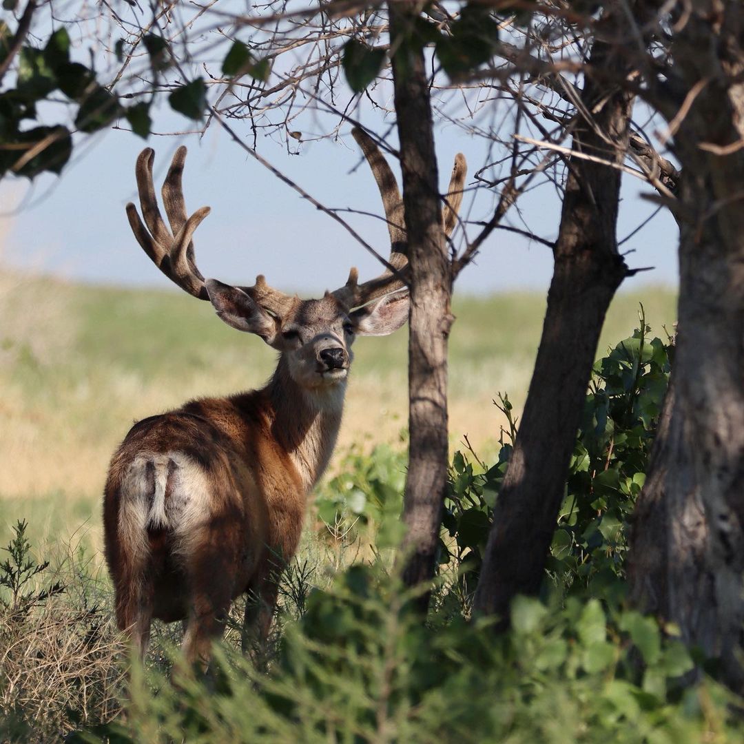 JenniferMLogan1's tweet photo. Time Is (Almost) Out! Last Day for FREE Shipping 
Order Here:👇👇👇👇
https://t.co/w7QHCIAsJE
🦌
#deerhunting #deer #HUNT #hunting #HunterXHunter #huntlowfanart #huntertoh #Huntsville https://t.co/M2nLSJ2fWv