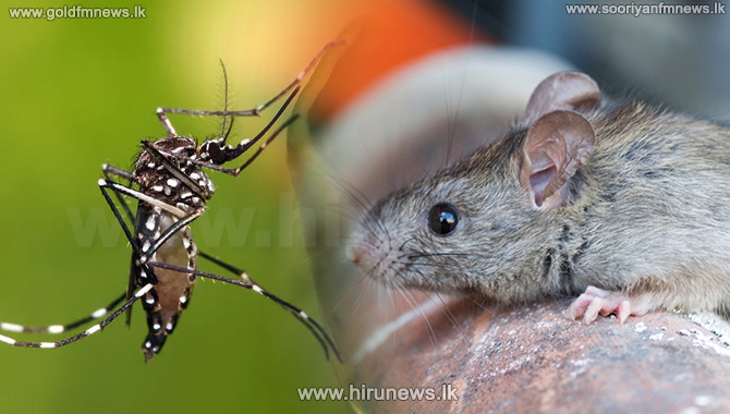 hirunews's tweet photo. දකුණු පළාත ම ගිල ගන්නා Leptospirosis
Read more>>> https://t.co/JAbrU6j6HV
#Hirunews #HiruSinhalaNews #HiruEnglishNews #LKA #Srilanka #TruthAtAllCost https://t.co/0MxgOup8Er