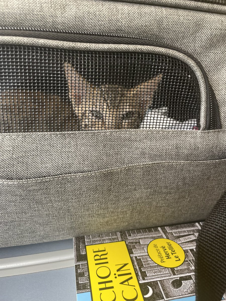 PotdcolleV's tweet photo. A new cat is coming ! #Bengal https://t.co/jVsOm0VFWx