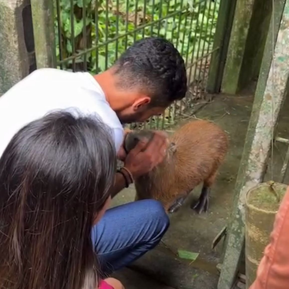 misteriouspavao's tweet image. A Filó foi devolvida! ❤️ 

Na decisão, o juiz disse o seguinte: “Não é a Filó que mora na casa do Agenor. É o autor que vive na floresta, como ocorre com outros milhares de ribeirinhos na Amazônia, realidade muito difícil de ser imaginada por moradores de outras localidades…