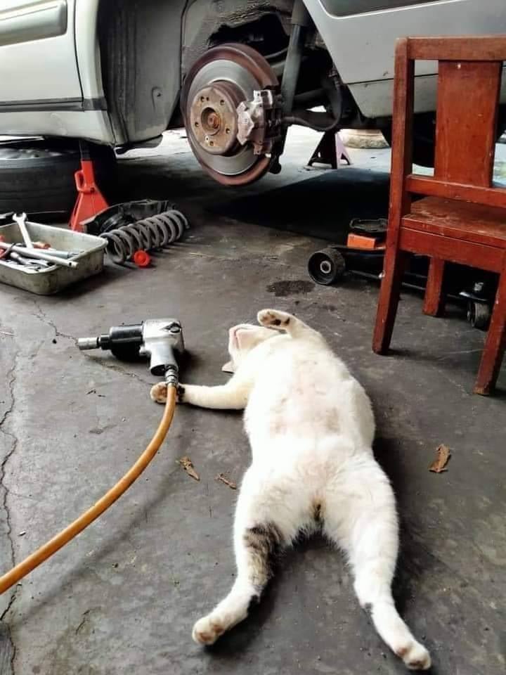 CatWorkers's tweet photo. https://t.co/9NEgNNFMOh