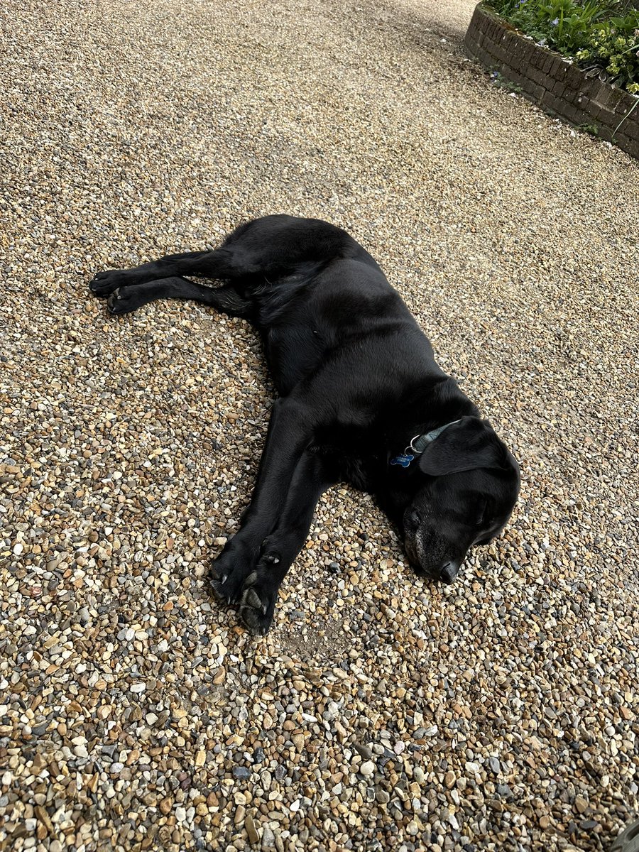 ctfrankcom's tweet photo. Exactly what bank holiday weekends were made for 😊 #dogsoftwitter #dogslife #BankHolidayWeekend https://t.co/6txvxukCXq