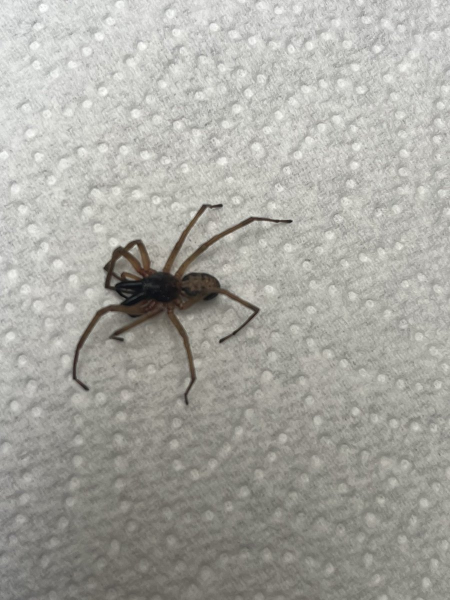 sanmob's tweet photo. @Arachno_Cosas vi esta araña muerta, tengo un hijo de 2 años y medio y quiero saber si son peligrosas. Soy de Huixquilican Edo Mex! Gracias https://t.co/eM2hqHCQLM