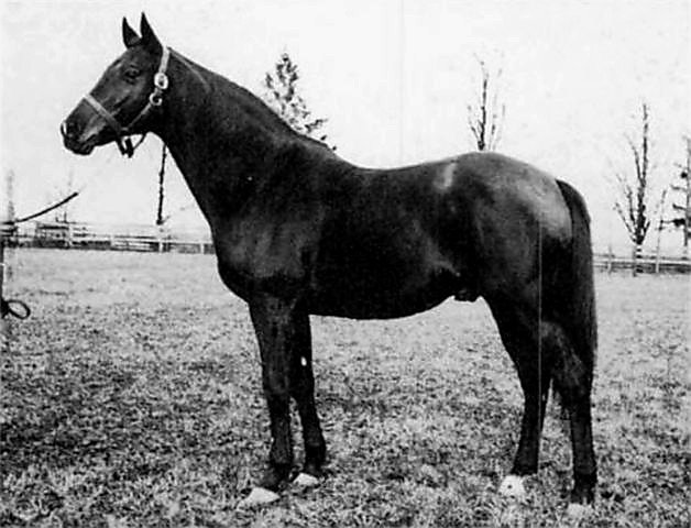 HORSERACING1002's tweet photo. MORVICH🇺🇸1919
(RUNNYMEDE  -HYMIR BY DR. LEGGO)#Morvich 
B/O A. B. Spreckels (Ca)1919.
O/Max Hirsch, Benjamin Block.
T/William Carroll, Fred Burlew.
PRISAL $4,500
PRISAL $7,500
PRISAL  $40,0008
16-12-2-1---$172,900
1921 champion 🏆 2yo Colt. 
Suffolk Selling S, https://t.co/IbgFeOMZin