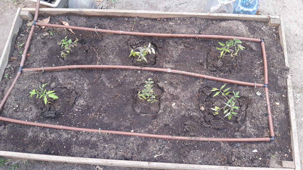 quevedo_va's tweet photo. Con este calor , toca regar...nuestras plantas lo van a agradecer..
@educacyl https://t.co/W0XyxLT4NC