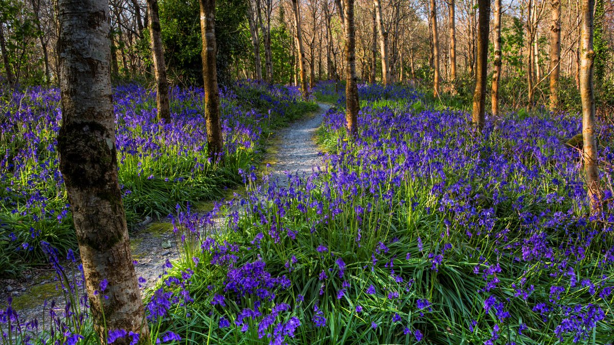 There's nothing like turning a corner on a woodland walk to discover a blanket of bluebells sprawling across the forest floor. In fact when you spot a thick carpet of purple perfection, it's an indication that you’re walking through an ancient woodland. 📷 Sarah @NTCastleWard