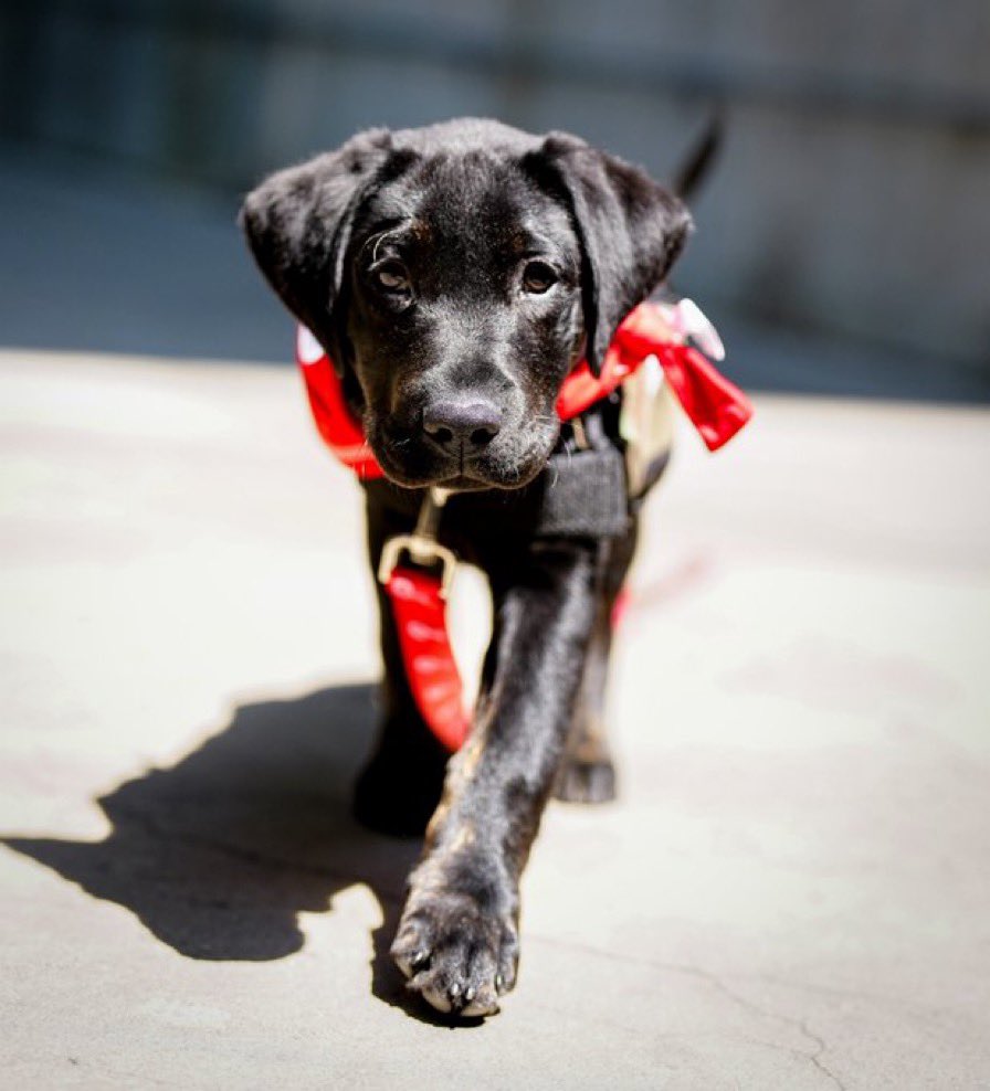 PhillyFanLife's tweet photo. The Phillies are still undefeated since Major became the official team dog 👀 https://t.co/9TyfglUBgE