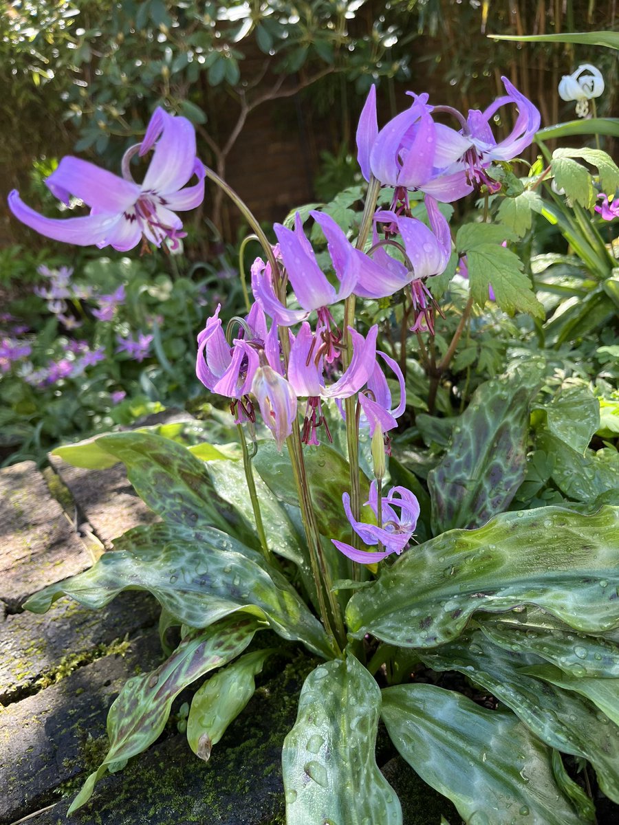 A nice Erythronium Hendersoni hybrid that has self sown on my raised bed in central Scotland.