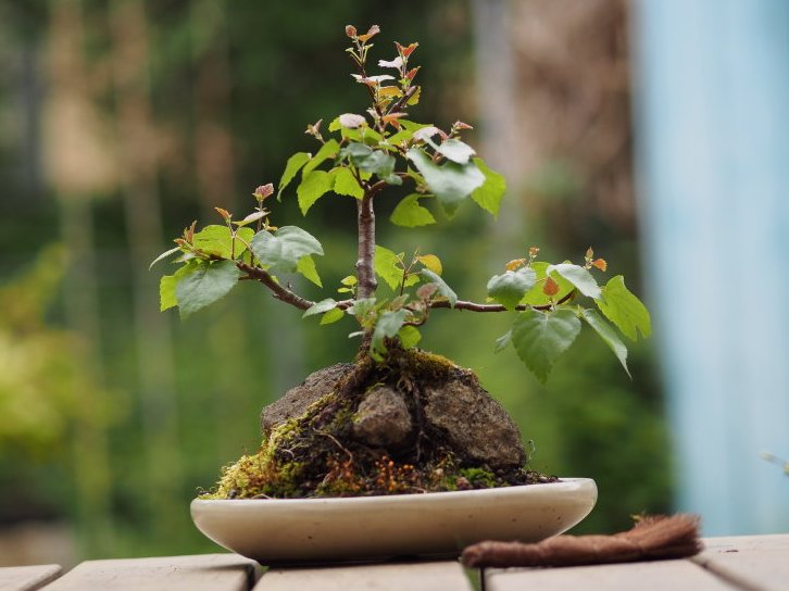 chris_bonsai's tweet photo. @BrianMo66666 Really nice. Here is one of mine. https://t.co/5hIcpI6Aqj