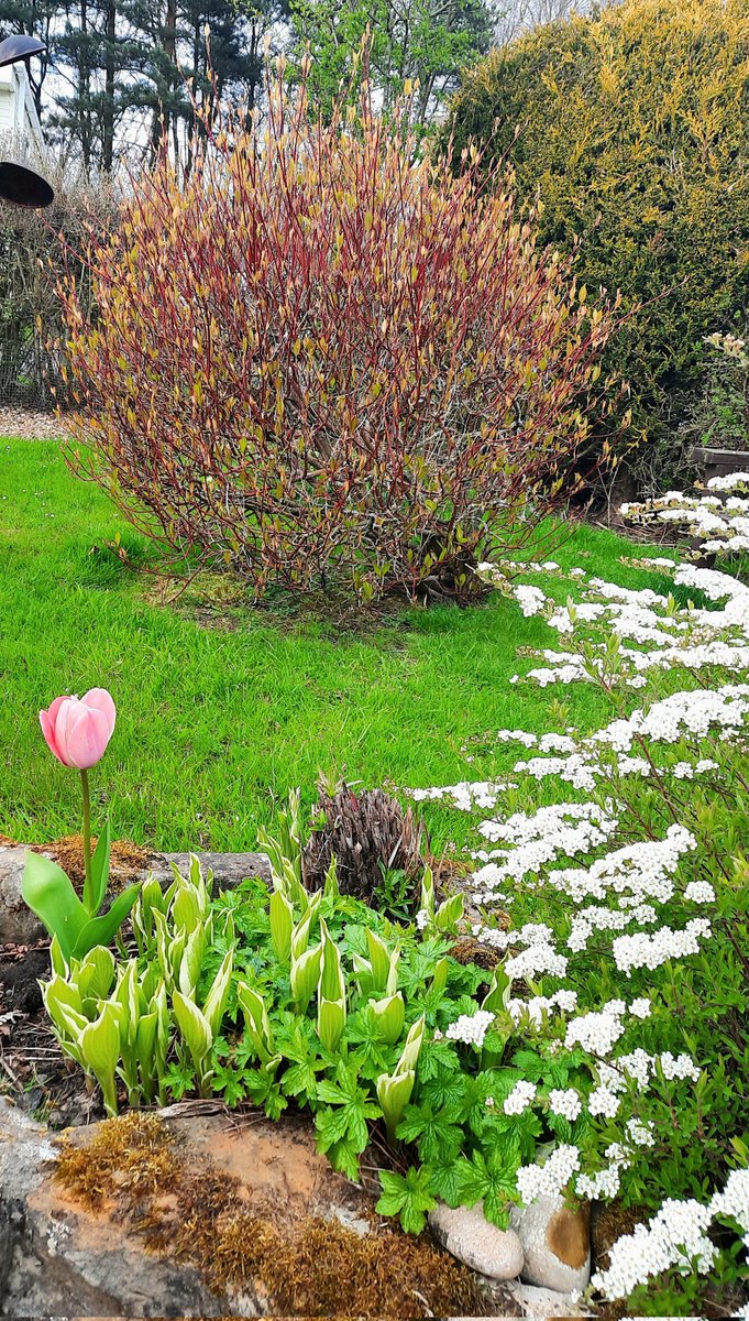 ktowers74's tweet photo. The garden is starting to explode into life #countrylife #countryliving https://t.co/fm67MImrIc