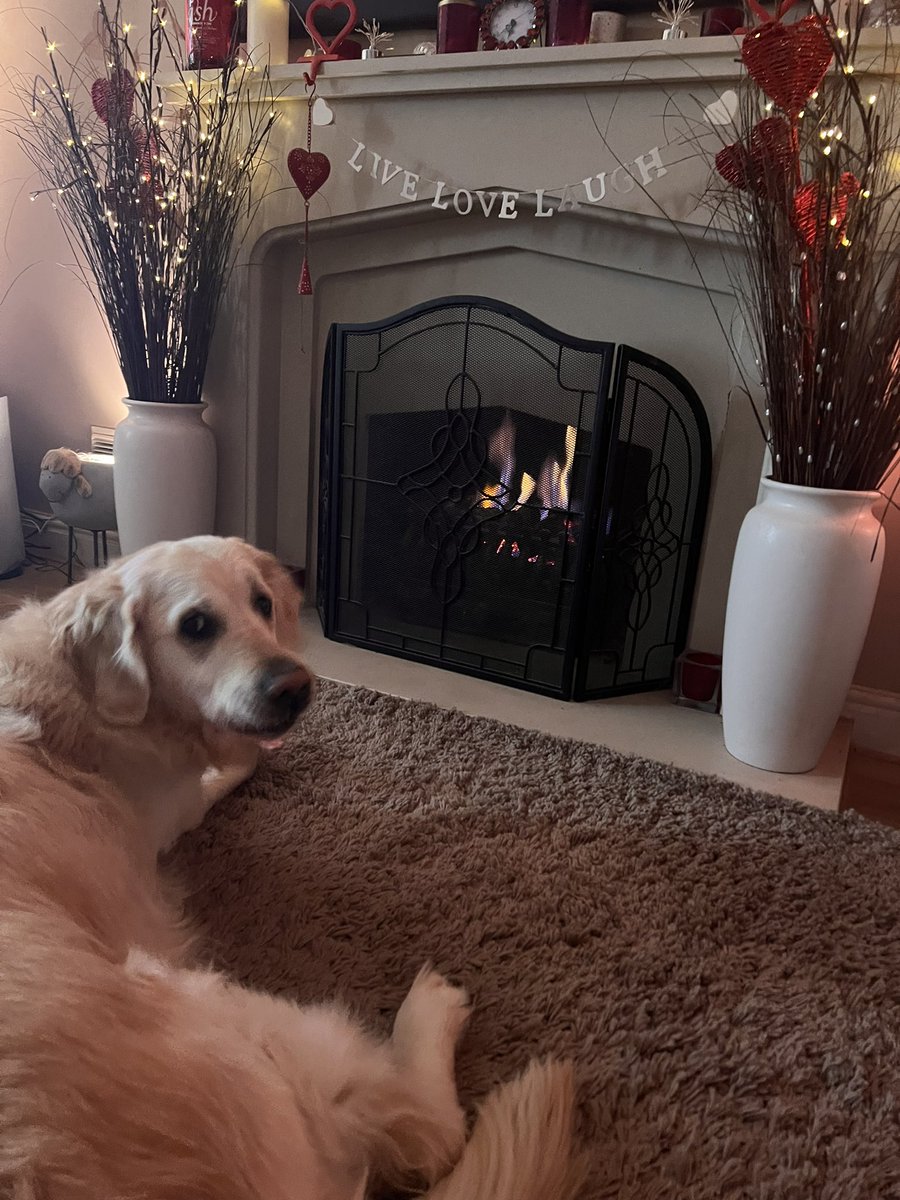 TRetriever's tweet photo. Heating on, fire lit……Stanley back in prime heating position…….heating bill through the roof but the little fur-ball is worth it 😀#GoldenRetrievers #Dogsarefamily #dogsftwitter https://t.co/Nbs6jmzEpU