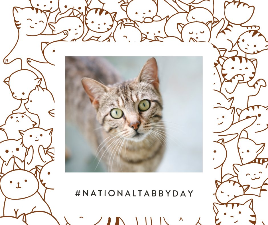 It's Tabby Day! Show us your Tabby Cats!
#PGpetcare #pawsativelygolden #inhomepetcare #petcarepros #petcareprovider #petsitter #petsitterlife #petsitting #wilmingtonnc #hampstead #wrightsvillebeach #landfall