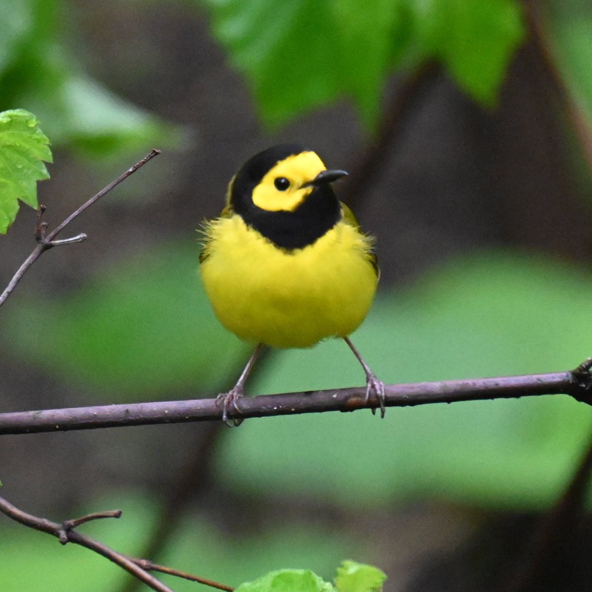 The rain didn’t put a damper on this Hooded warbler, spotted foraging in the trees and on the ground in the Ramble. #birds #birdwatching #birdcpp #rain #nyc #springshowers #mymorningwalk