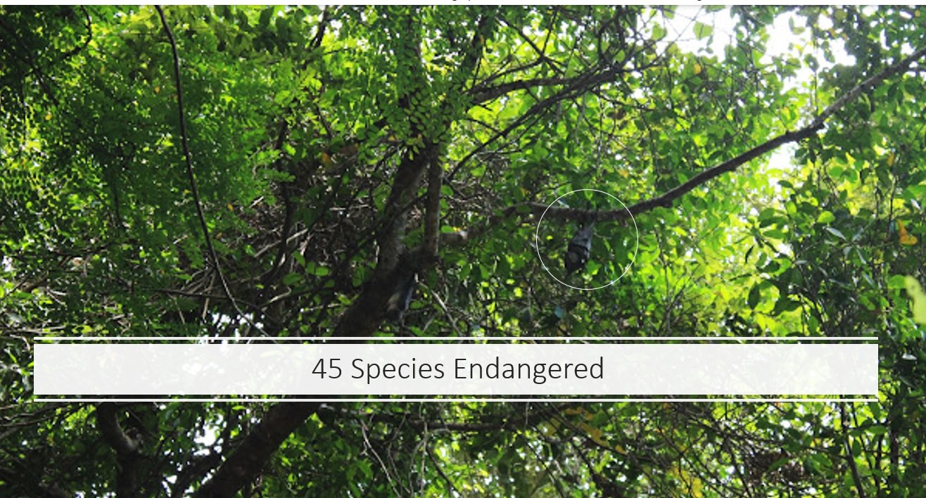 45 endangered species on PNG