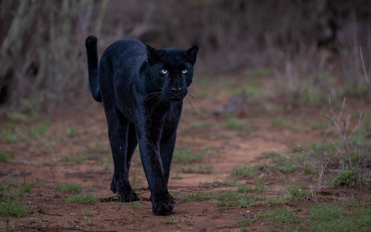 NickKleer's tweet image. She is just incredible 🐈‍⬛

#blackleopard