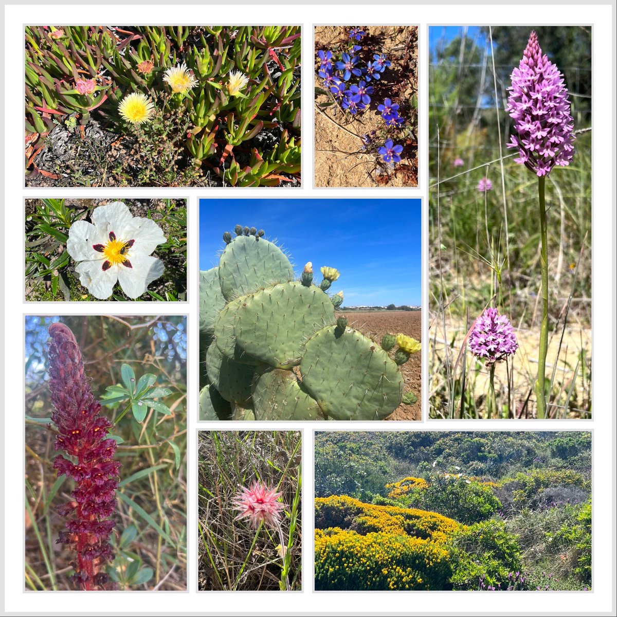 JillK_UK's tweet photo. Loved the flora of Portugal in a recent visit. Some familiar and some new 😍 https://t.co/ZOJN1CZnlu