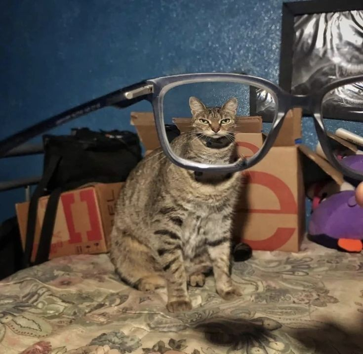 DontShowYourCat's tweet photo. cat-sighted https://t.co/zdnhAqZdb4