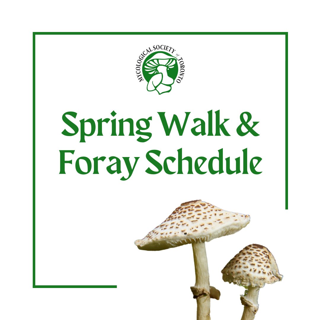 mycotoronto's tweet photo. The spring 2023 walk and foray schedule has been finalized! Registration for each walk and foray will open for MST members 1 week before the event date at 12pm. View the schedule and access registration at https://t.co/hEjNmoMhbb. https://t.co/SkO8wIWg21