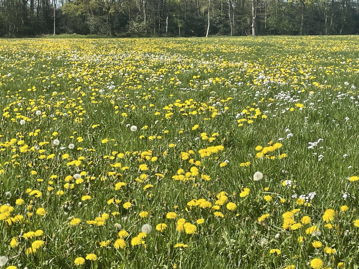 Ed van Tellingen tweet media