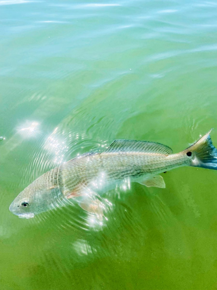 fishing_va's tweet photo. #springtime #fishing  #redfish 🔥@BassAssassinLur @fishing_va https://t.co/LDbLwJZ1NT